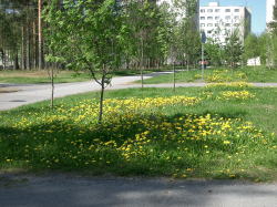 2004.6.1どこもかしこもタンポポでうまりました。