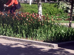 チューリップ2004.6．10
日本では「春」の花ですが。