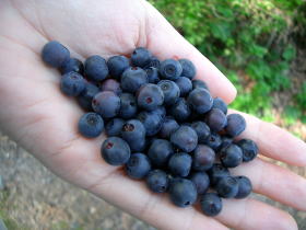 ブルーベリー