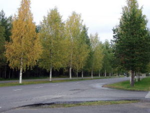 黄葉し始めた白樺