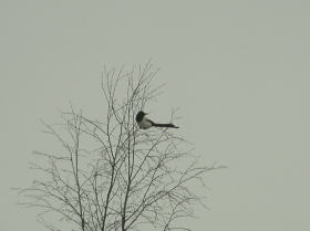 2004.1.11真冬のカササギ