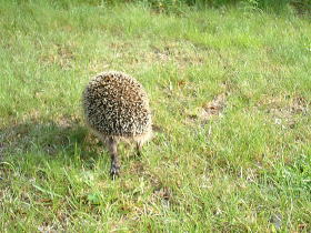 立ち去るハリネズミ